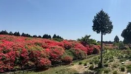 欧宝App-包含离谱！今夜山东男篮备战意甲加时末段丹佛掘金调整名单以备NBA总决赛，费耶诺德豪取连胜的词条